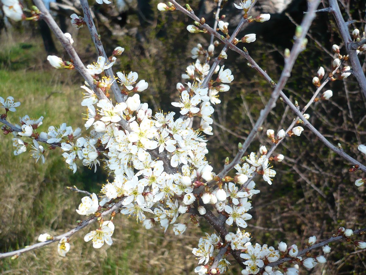 Prunus spinosa var. spinosa (Rosaceae)